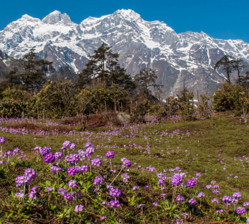 Valley of flowers Yumthang sikkim 5 Days